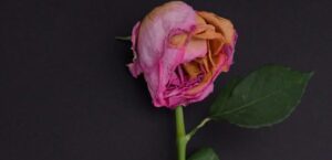 Verwelkende Rose als Symbol für Love Bombing