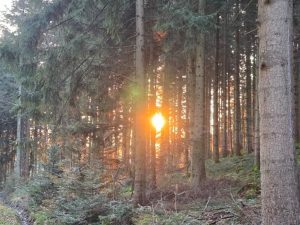Wald mit tief stehender Sonne zwischen den Bäumen